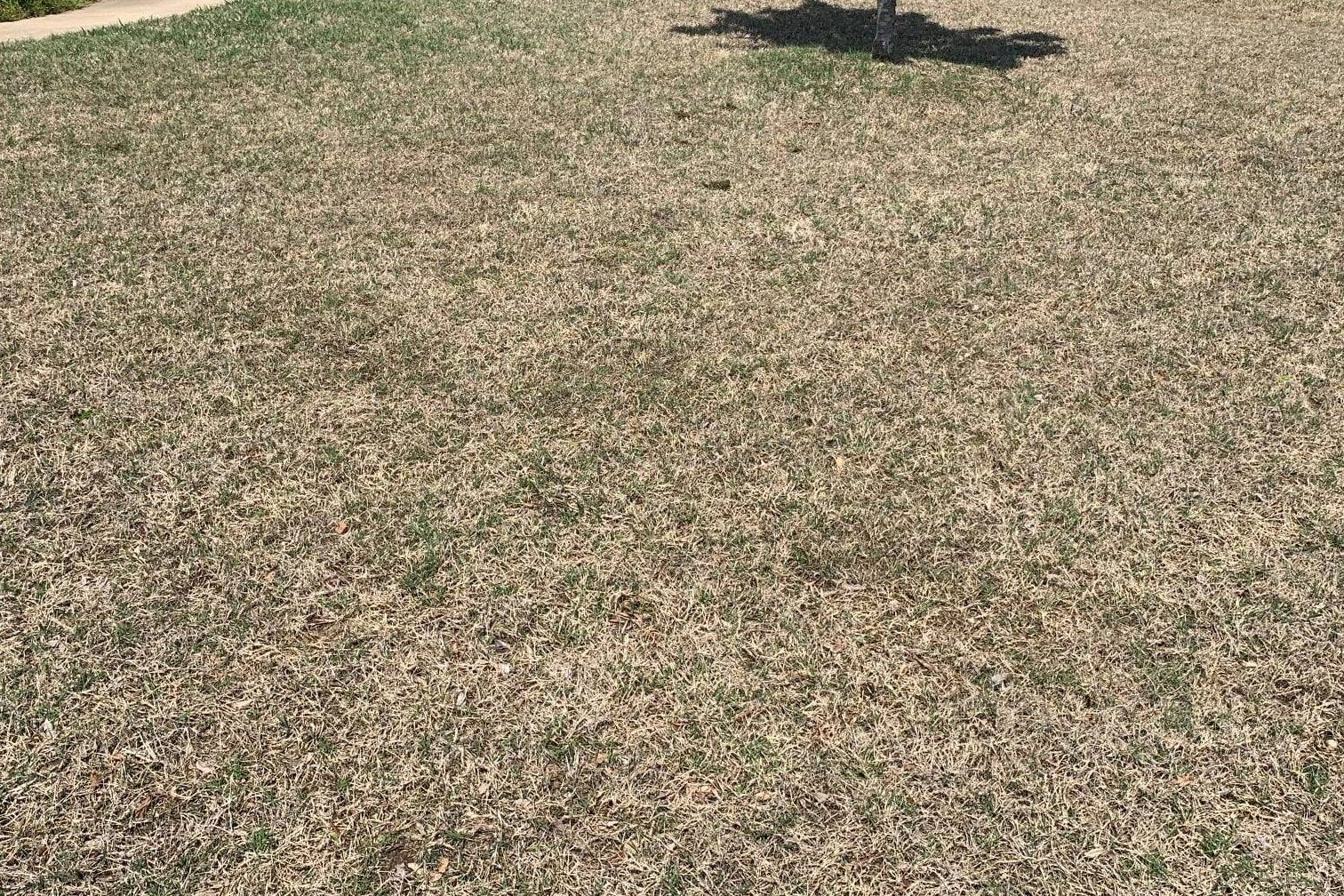 What is wrong with my grass? image of cold stressed bermudagrass in Tulsa, Oklahoma