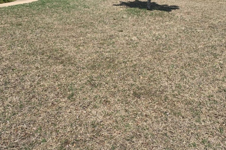 image of cold stressed bermudagrass in Tulsa, Oklahoma