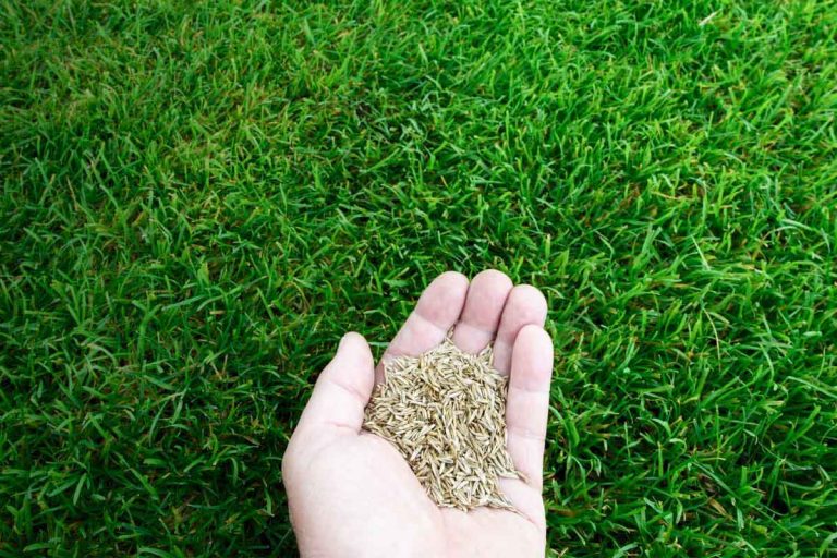 image of a hand holding grass seed