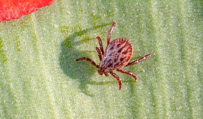 chigger chigger bug image