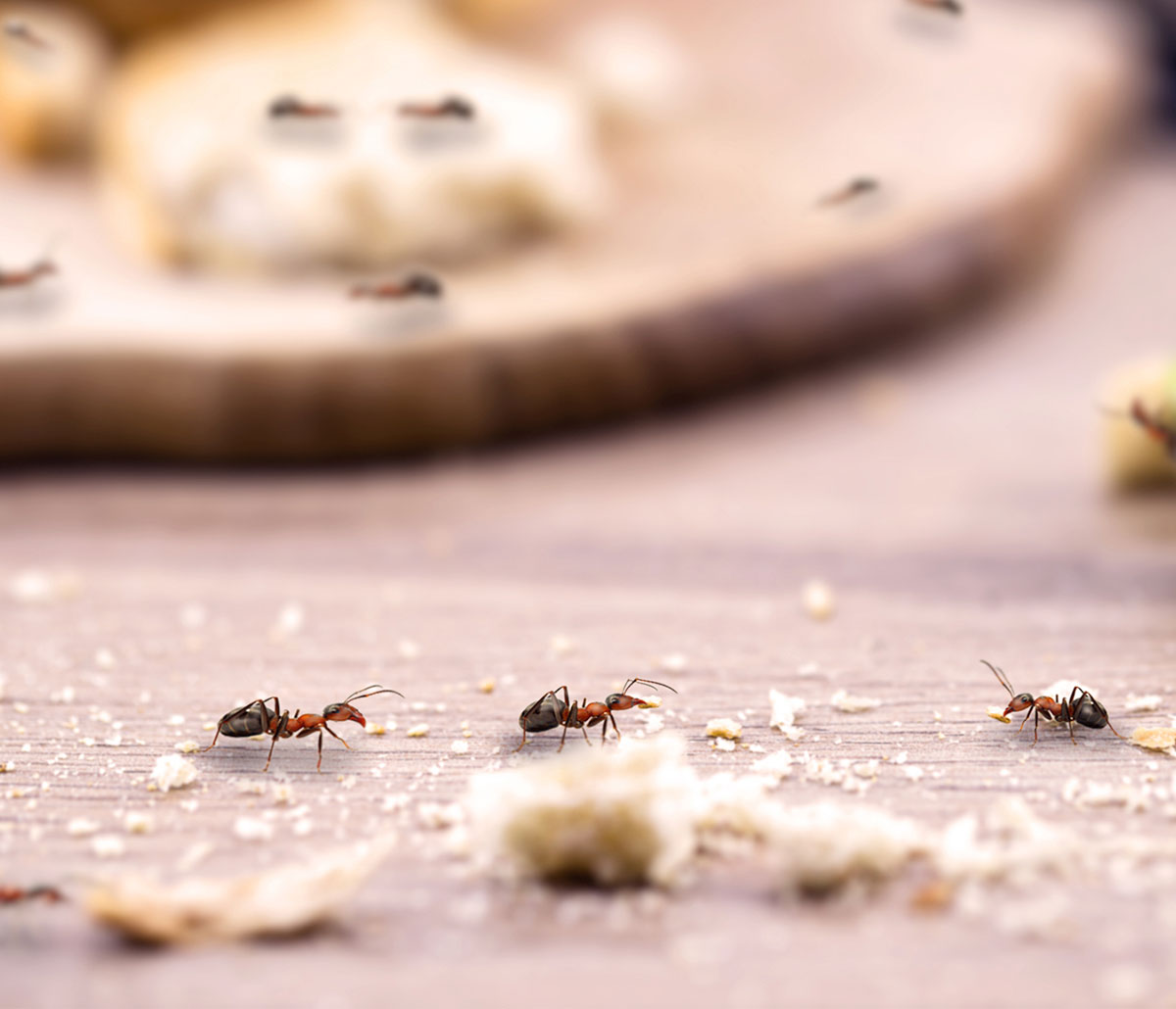 image of ants - perimeter pest control in Tulsa