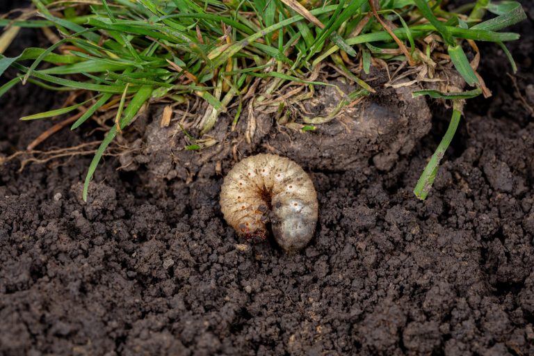 common lawn pests in tulsa, white grubs in lawn, green group oklahoma, tulsa pest control