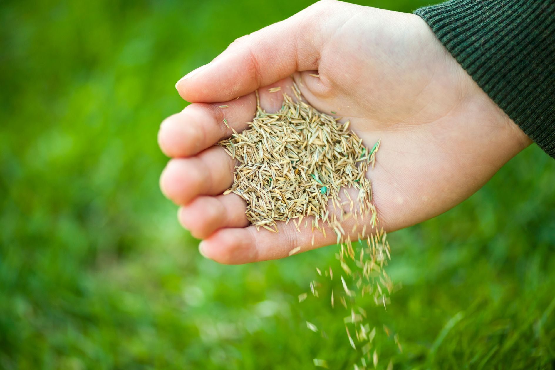 seeding tall fescue in tulsa, oklahoma lawn care, green group oklahoma