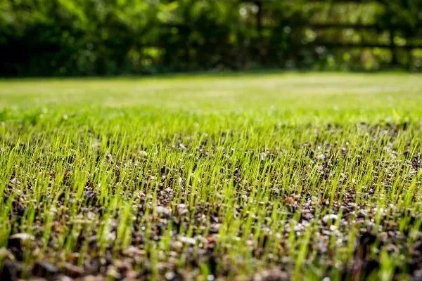fescue lawn overseeding, grass seedlings