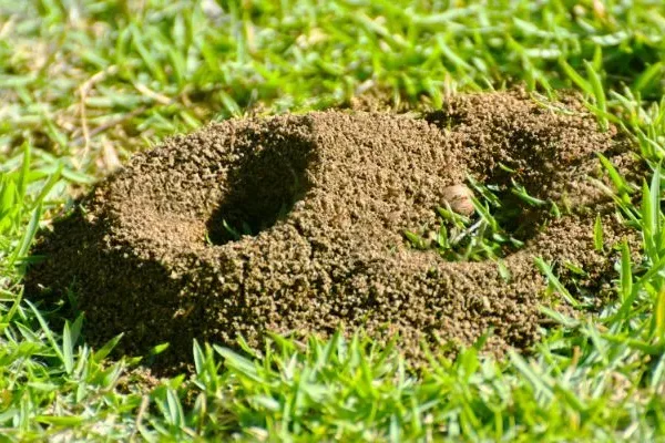 ant mounds in lawn, perimeter pest control tulsa