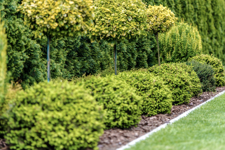 tree and shrub landscaping in tulsa lawn