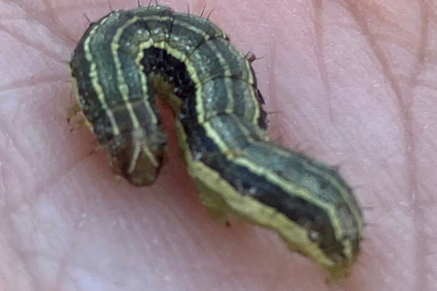 close up of armyworm lawn pest in tulsa